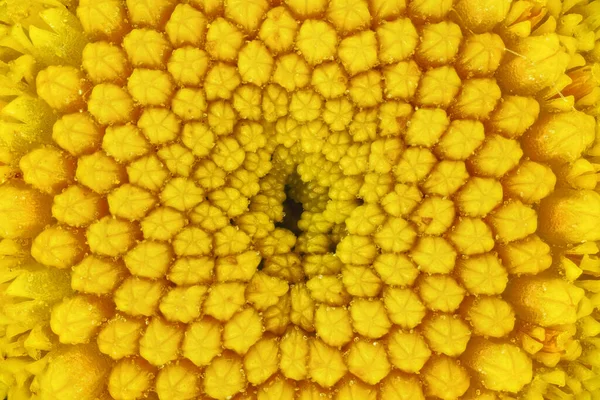 Tanaceto Amarillo Tanacetum Vulgare Flor Bajo Microscopio Ancho Imagen 8Mm — Foto de Stock