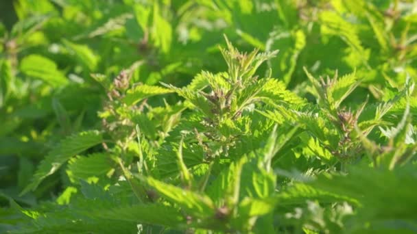 Güneş Isırgan Otunun Üzerinde Parlıyor Urtica Dioica Kamera Yeşil Yaprakların — Stok video