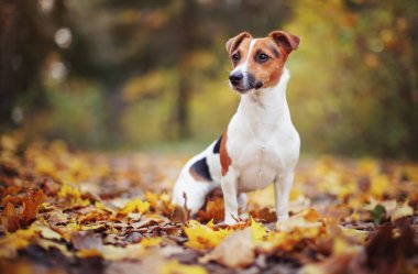 Küçük Jack Russell Teriyeri sonbaharda sarı portakal yapraklarıyla orman yolunda oturuyor. Arka planda bulanık ağaçlar var.
