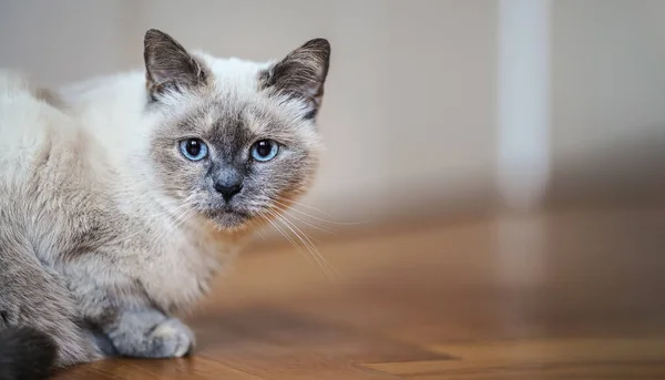 Μεγαλύτερη Γκρι Γάτα Διαπεραστικά Μπλε Μάτια Ξαπλωμένη Στο Ξύλινο Πάτωμα — Φωτογραφία Αρχείου