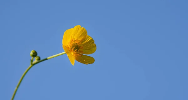 Common Meadow Buttercup Ranunculus Acris Bright Yellow Flower Blue Sky — Stock Photo, Image