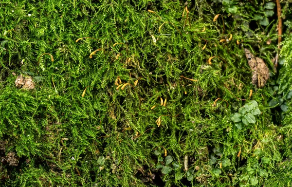Finissimo Muschio Verde Crescita Nella Foresta Albero Primo Piano Macro — Foto Stock