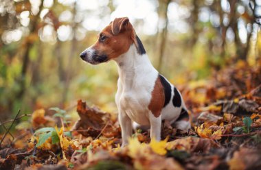 Küçük Jack Russell teriyer köpeği sonbahar yapraklarının üzerinde oturuyor, yana bakıyor, arka planda bokeh bulanık ağaçlarla sığ alan fotoğrafı