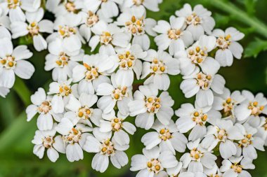 Common yarrow tiny white and yellow flowers, closeup macro detail clipart