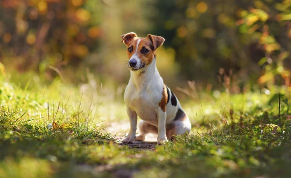Kis Jack Russell Terrier Napsütötte Erdei Úton Elmosódott Fák Háttér — Stock Fotó