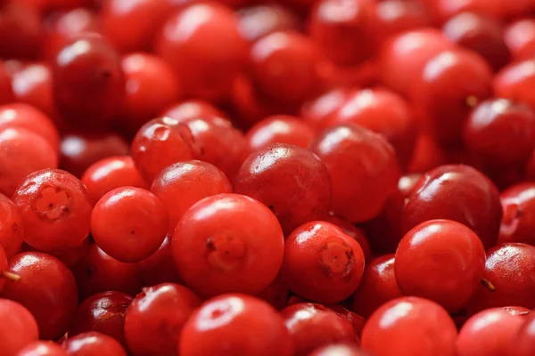 Pilha Cranberries Selvagens Vermelhas Recém Colhidas Detalhe Close — Fotografia de Stock
