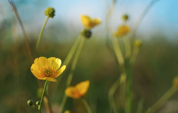 Common Meadow Buttercup Ranunculus Acris Bright Yellow Flowers Green Grass — Stock Photo, Image
