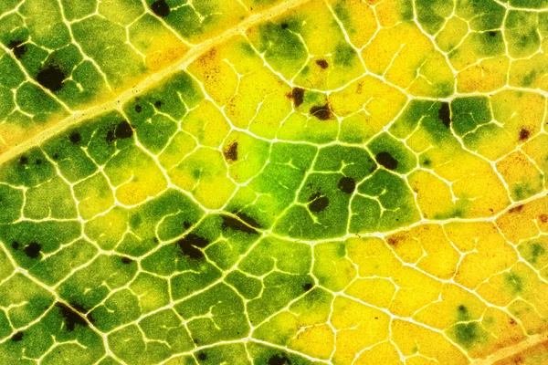 Umgefallenes Blatt Teilweise Gelb Orange Und Dunkelbraune Flecken Mikroskopausschnitt Bildbreite — Stockfoto