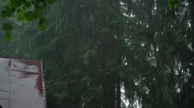 Şiddetli yağmur ormandaki kulübenin kırmızı metal çatısına yağıyor, kozalaklı ağaçlar arka planda