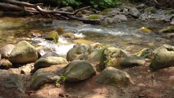 Маленькая Лесная Река Вода Течет Солнечный День Круглые Камни Покрытые — стоковое видео