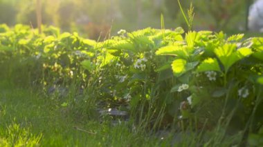 Olgunlaşmamış yeşil çilek bitkilerinde güneş beyaz ve sarı çiçeklere parlar