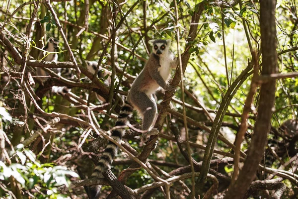 Ring Tailed Lemur Lemur Catta Sitting Tree Natural Habitat Madagascar — Fotografia de Stock
