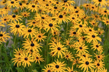 Bahçede yetişen bir sürü portakal sarısı tatlı sakız ya da Rudbeckia subtomentosası. Yüzeysel fotoğraf derinliği, odak noktasında sadece bir çiçek var..