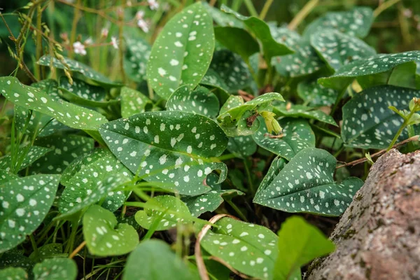 stock image Lungworts plant green leaves with white spots growing in garden.