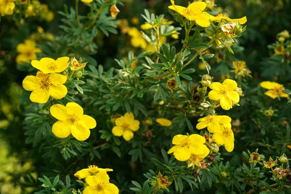 Small Bright Shrubby Cinquefoil Flowers Green Leaves Growing Garden Closeup — Stock Photo, Image