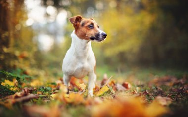 Küçük Jack Russell Teriyeri sonbaharda sarı portakal yapraklarıyla çayırda oturuyor. Arka planda bulanık ağaçlar var.