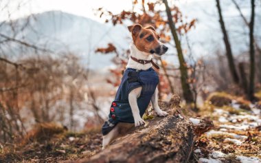 Koyu mavi kış ceketli küçük Jack Russell teriyeri çimen ve kar parçalarıyla devrilmiş ağaca yaslanıyor, bulanık ağaçlar ya da çalılar.