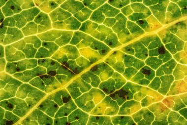 Düşen ağaç yaprağı, bazı kısımları sarı turuncu ve koyu kahverengi noktalar, mikroskop detaylı görüntü genişliği 9mm