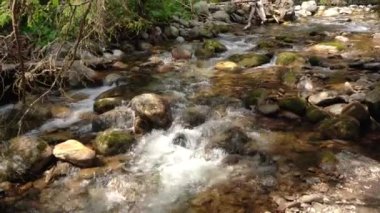 Küçük orman nehri, güneşli bir günde akan su, yosunlarla kaplı yuvarlak taşlar.