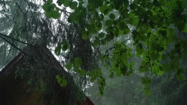 Fuertes Lluvias Cayendo Bosque Gotas Sobre Hojas Verdes Detalle — Vídeos de Stock