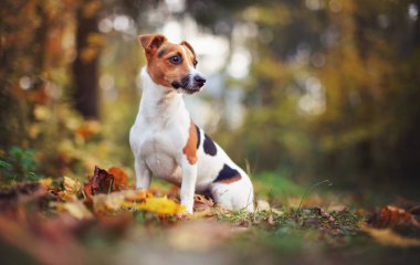 Küçük Jack Russell teriyer köpeği sonbahar yapraklarının üzerinde oturuyor, yana bakıyor, arka planda bokeh bulanık ağaçlarla sığ alan fotoğrafı