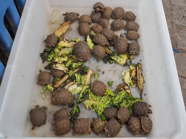 거북이들이 마라케시의 시장에 전시되어 — 스톡 사진