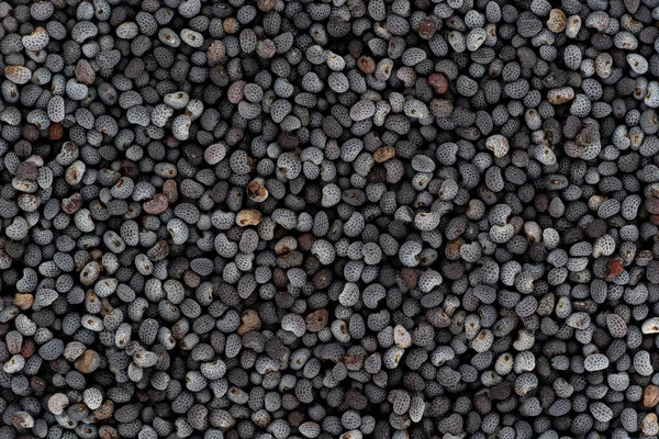 Černé Nebo Modré Makové Semínko Pod Mikroskopem Šířka Obrazu 23Mm — Stock fotografie