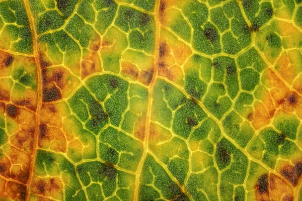 Fallen Leaf Parts Coloured Yellow Orange Dark Brown Spots Microscope — Stock Photo, Image