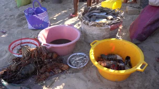 Plastové Misky Čerstvě Ulovenými Mořskými Rybami Korýši Písečné Pláži Blízkosti — Stock video