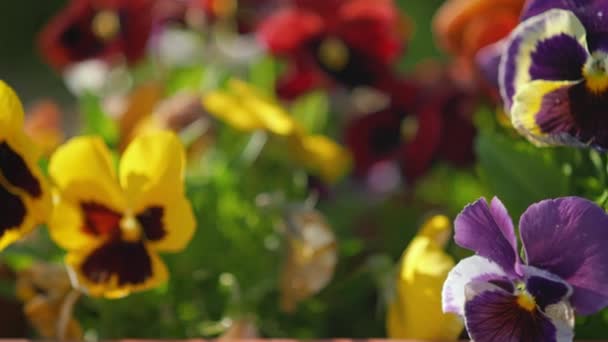 Pansy Jardim Cor Vibrante Flores Viola Sol Brilha Pétalas Detalhe — Vídeo de Stock