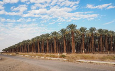 Palmiye ağaçları asfalt yolu yakınlarında, bulutların üstünde.