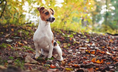 Küçük Jack Russell Teriyeri sonbaharda sarı portakal yapraklarıyla orman yolunda oturuyor. Arka planda bulanık ağaçlar var.