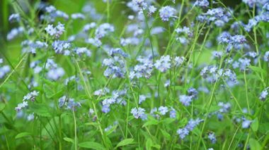 Küçük mavi beni unutma - Myosotis veya akrep otları - yeşil çayırda büyüyen çiçekler, yavaş rüzgarda hareket eden, yakın çekim detay kamerası yavaşça yana kayar