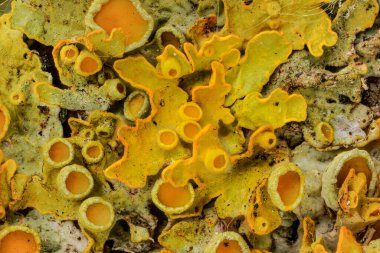 Sarı deniz güneş patlaması liken - Xanthoria parietina - soyut mikroskop detayı, görüntü genişliği 9mm