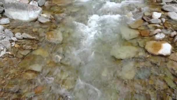 Kleine Naaldbos Rivier Stromend Water Zonnige Dag Ronde Stenen Bedekt — Stockvideo