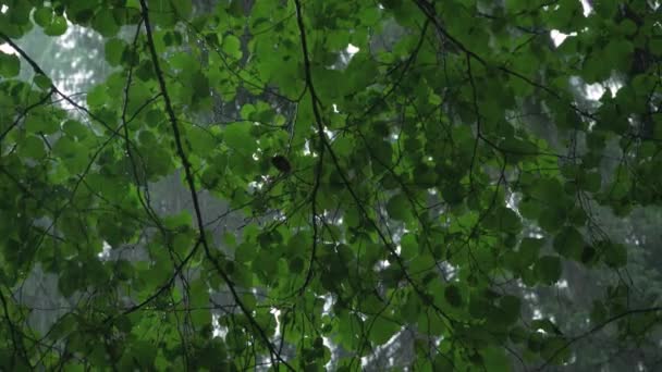 雨の日に森の中の木を見上げると 緑の葉に落ちる — ストック動画