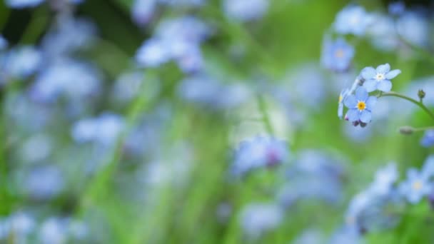 Minuscule Bleu Oubliez Pas Myosotis Graminées Scorpion Fleurs Poussant Sur — Video