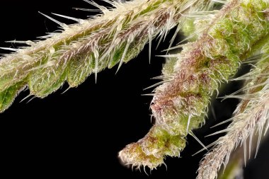 Isırgan otu (Urtica dioica) siyah arka plan, mikroskop ayrıntıları, şeffaf iğne kılları görünür, görüntü genişliği 9mm