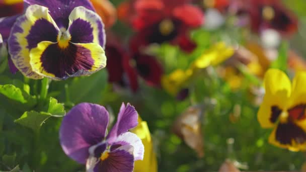 Fleurs Vibrantes Jardin Couleur Pâtisserie Alto Soleil Brille Sur Les — Video