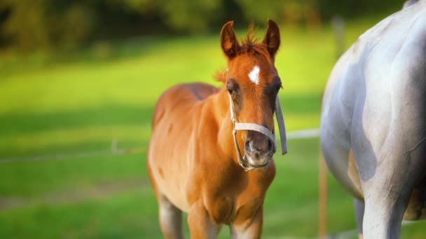 Small Brown Arabian Horse Foal Standing Next His Mother Closeup — Stock Video