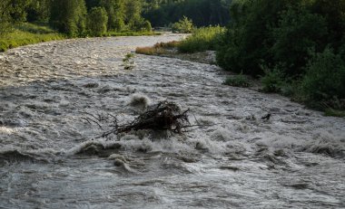 Nehirde hızla akan kirli sel sularında güneş parlar, kökleri olan küçük ağaçları alır.