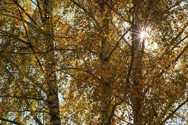 Sonne Scheint Durch Birkenzweige Mit Vielen Gelben Herbstblättern — Stockfoto