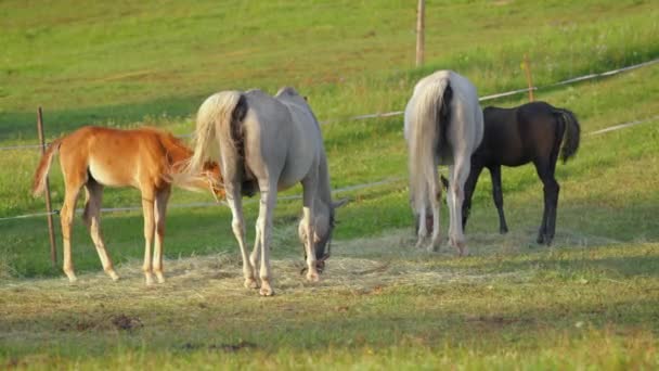 Group Arabian Horses Grazing Green Field View One Small Foal — Stock Video