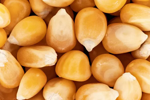 Żółte Ziarna Kukurydzy Bez Popcornu Zdjęcie Bliska Szerokość — Zdjęcie stockowe