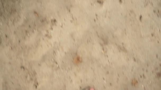Looking Young Man Feet Brown Leather Sandals Walking Sandy Beach — Stock Video