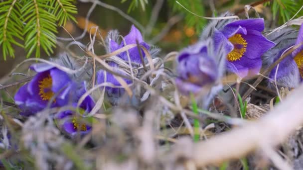 マクロを閉じる 乾燥した森の草の中でゆっくりと風と移動紫紫色の大きな淡紅色の花 Pulsatlla Grandis — ストック動画