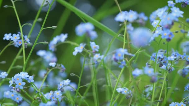Malinká Modrá Nezapomeň Myosotis Nebo Škorpiónová Tráva Květiny Rostou Zelené — Stock video
