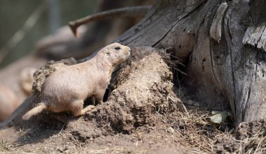 Kara kuyruklu çayır köpeği (Cynomys ludovicianus) kuru ağaç kütüğünün yanında