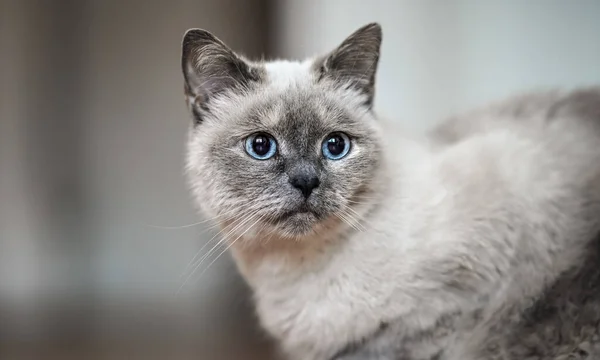 Μεγαλύτερη Γκρι Γάτα Διαπεραστικά Μπλε Μάτια Λεπτομέρεια Closeup — Φωτογραφία Αρχείου