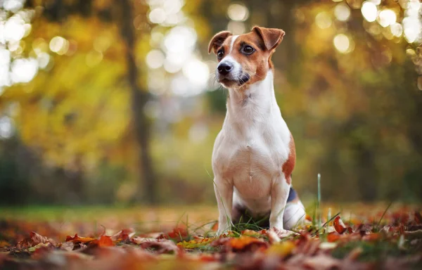 Pequeno Jack Russell Terrier Sentado Caminho Floresta Uma Pata Para — Fotografia de Stock